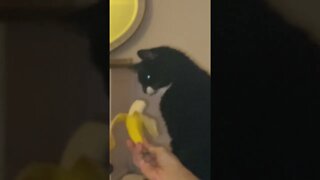 Kitty #cat scared of #bananas #shorts