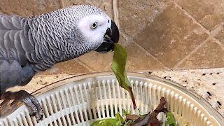 Discriminating parrot closely inspects his salad