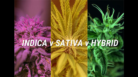 Marijuana: Sativa vs Indica vs Hybrid