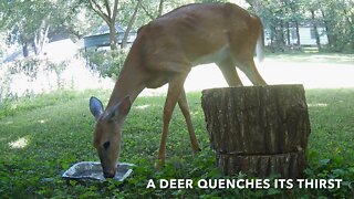 A Deer Quenches Its Thirst