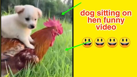 dog sitting on hen funny video