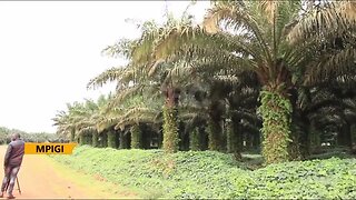 Palm Oil Project Farmers encouraged to grow Palm trees for economic dev’t.