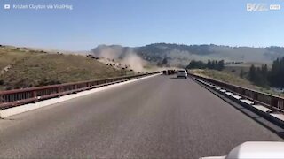 Manada de Bisões invade estrada e assusta motoristas
