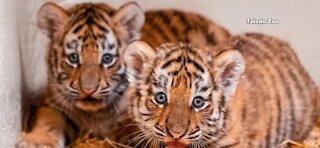 Toledo Zoo welcomes Siberian tigers cubs
