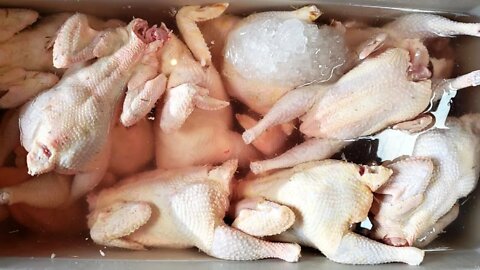 How to Butcher Chickens for the First Time
