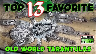 MY TOP 13 FAVORITE OLD WORLD TARANTULAS