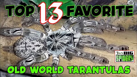 MY TOP 13 FAVORITE OLD WORLD TARANTULAS