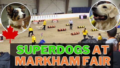 SUPERDOGS at Markham Fair!