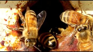 Honey Bees Are Always Busy. ミツバチはいつも忙しいです。