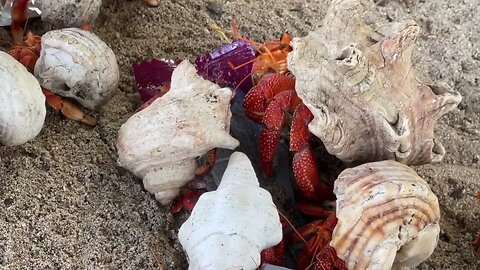 Did you know? Hermit Crabs LOVE Crackers! 60 Plus Influencers - Cocos Island