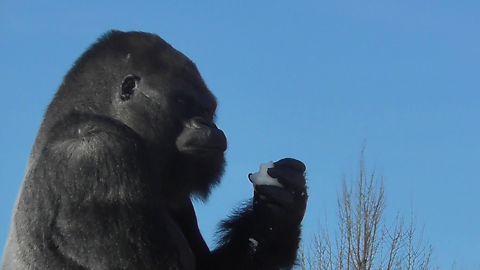 Fresh Snow Was The Perfect Refreshment For These Gorillas