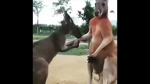 Kangaroo HATES Hypocrisy | Funny Animals