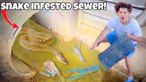 I Found SEWER INFESTED With DEADLY SNAKES!
