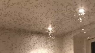 Assustador: Milhares de insetos invadem casa de banho