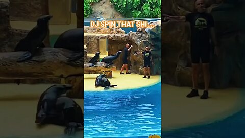 SEALS that BREAKDANCE ￼#rap #hiphop #ukgrime #fyp #loroparque #tenerife #animalkingdom