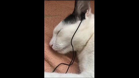 Cat funny | cat cute video | cat