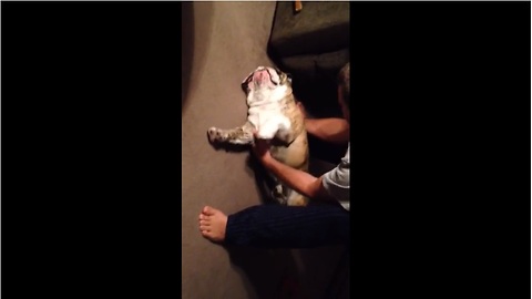 Lazy bulldog absolutely refuses to get up