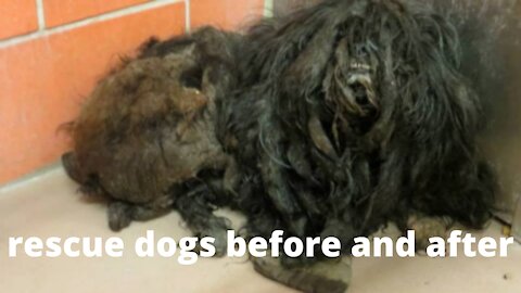 Under the Mound of Fur – An Incredible Shelter Dog and amazing transformation