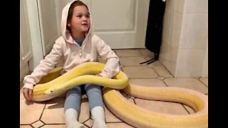 Menina brinca com píton gigante no chão da cozinha