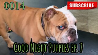 the[DOG]diaries [0014] Good Night Puppies - Episode 7 [#dogs #doggies #theDOGdiaries]