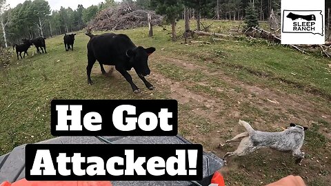 My Dogs First Day Working Cattle!