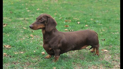 Dachshund Dog Breed