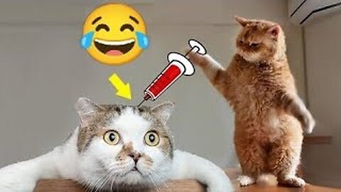 Funny Animal Vidoes - Funny animal compilation - cats/dogs