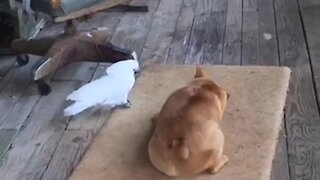Sneaky Cockatoo Humorously Tries To Steal Pup's Treat