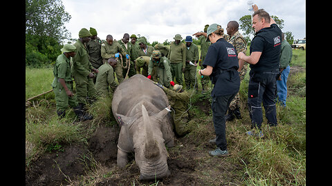 Last Hope for Northern White Rhinos