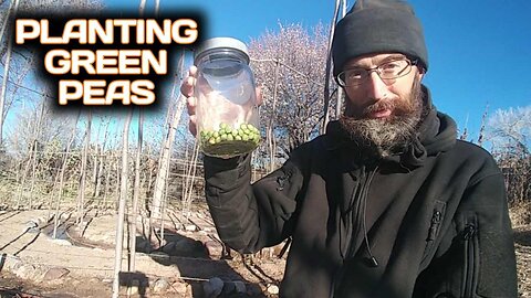 Planting Green Peas