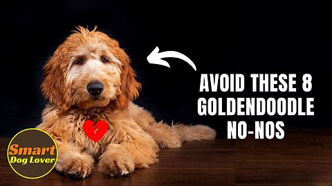 Avoid This 8 Goldendoodle No-Nos | Dog Training Tips