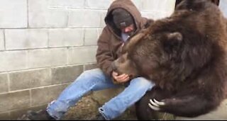 Bjørnepasser koser med en bjørn på 635 kg