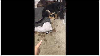 German Shepherd puppy can't hide his guilt