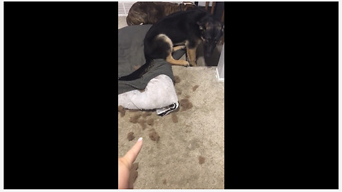 German Shepherd puppy can't hide his guilt