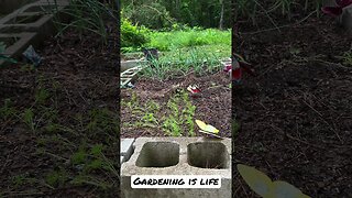 Gardening is Life #shortsvideo