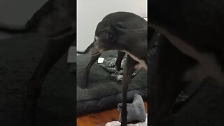 Disabled greyhound stands up for pat