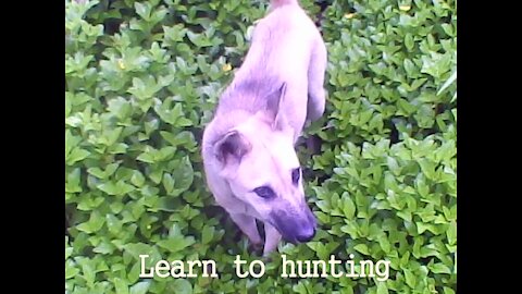 Learn to Hunt