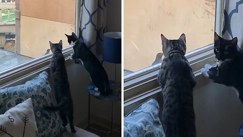 Kittens Absolutely Fascinated By Bird Flying Into Window