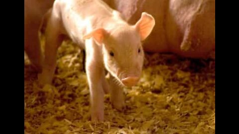 Teenager cries tears of joy after receiving piglet as a gift