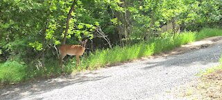 Deer on edge of road