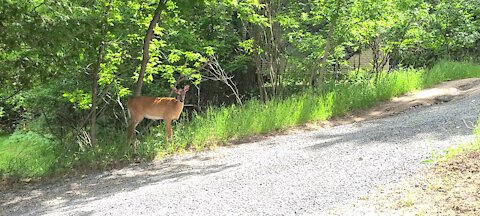 Deer on edge of road