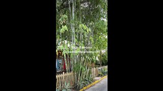 Tropical Blue Bamboo Ocoee Bamboo Farm 407-777-4807