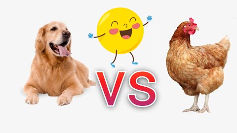 Funny chicken vs dog fight vidoe
