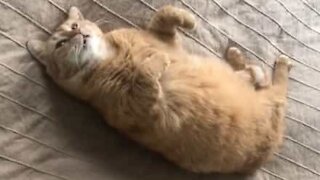 Ce chat fait semblant d'être touché par balle!