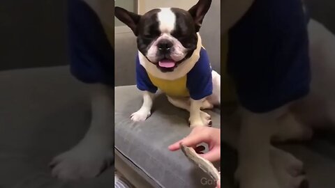 Funny Cute Pet Shorts Video Playing with Owner So Cute
