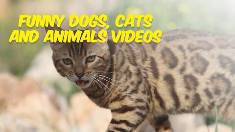Funny Dogs, Cats and Animals Videos 🤩 TRY Not to Laugh!