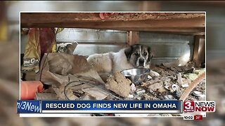 Rescued Dog Finds New Life in Omaha