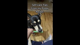 Self-care Tips From my Puppy Rocket