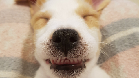 Jack Russell Terrier puppy smiles while being tickled
