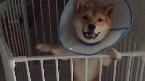 Slow motion shiba inu jumps for joy